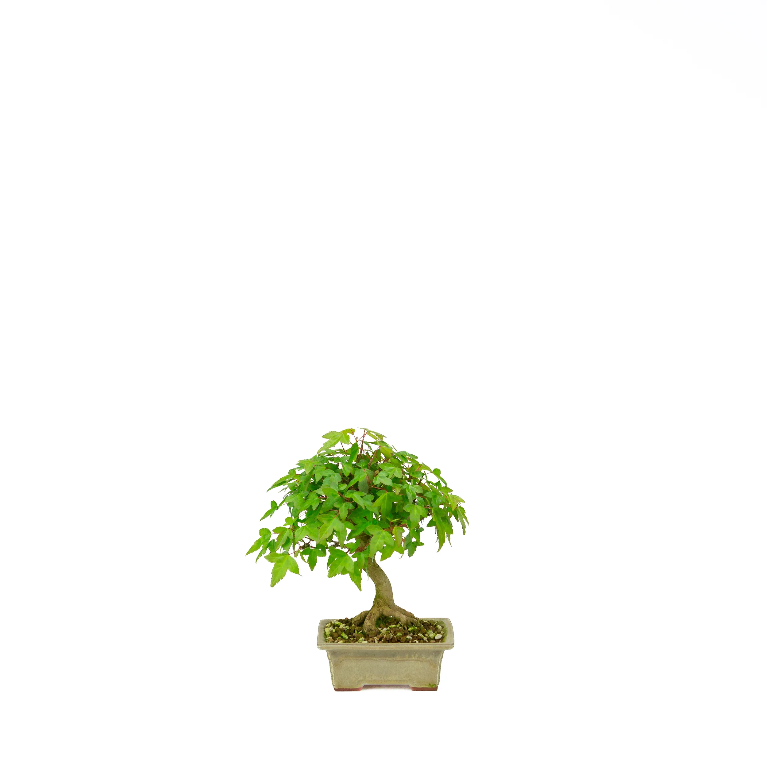 Productafbeelding 1