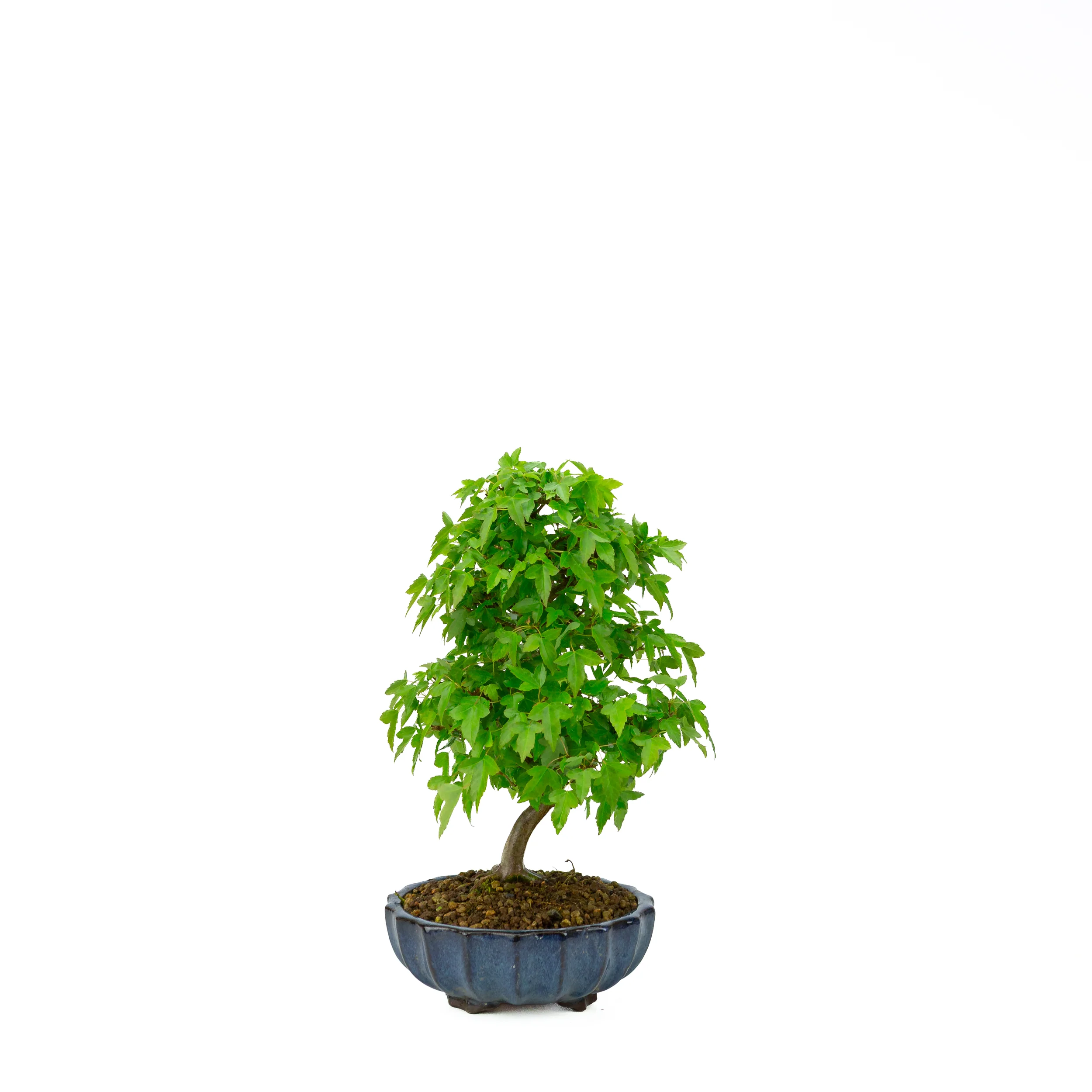 Productafbeelding 1