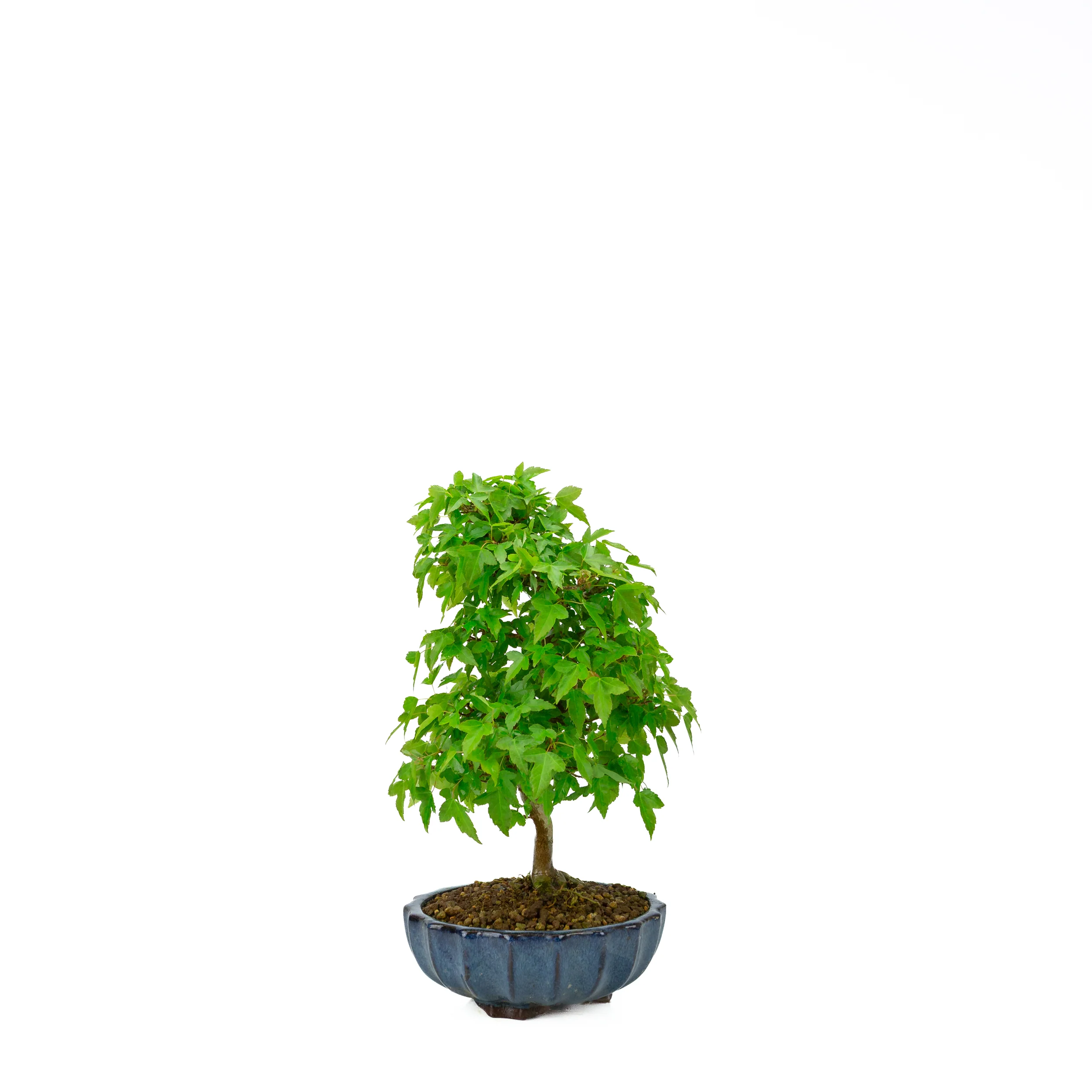 Productafbeelding 2