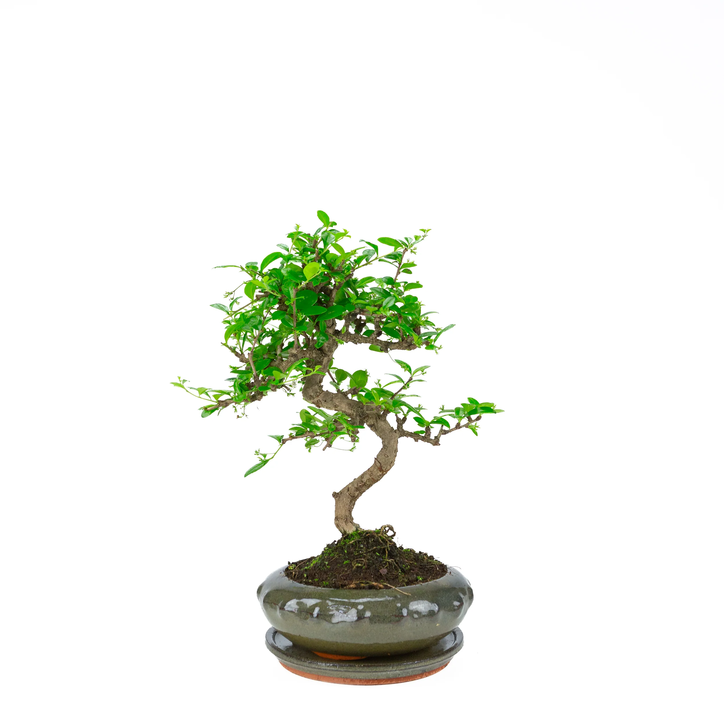 Miniatuur 1