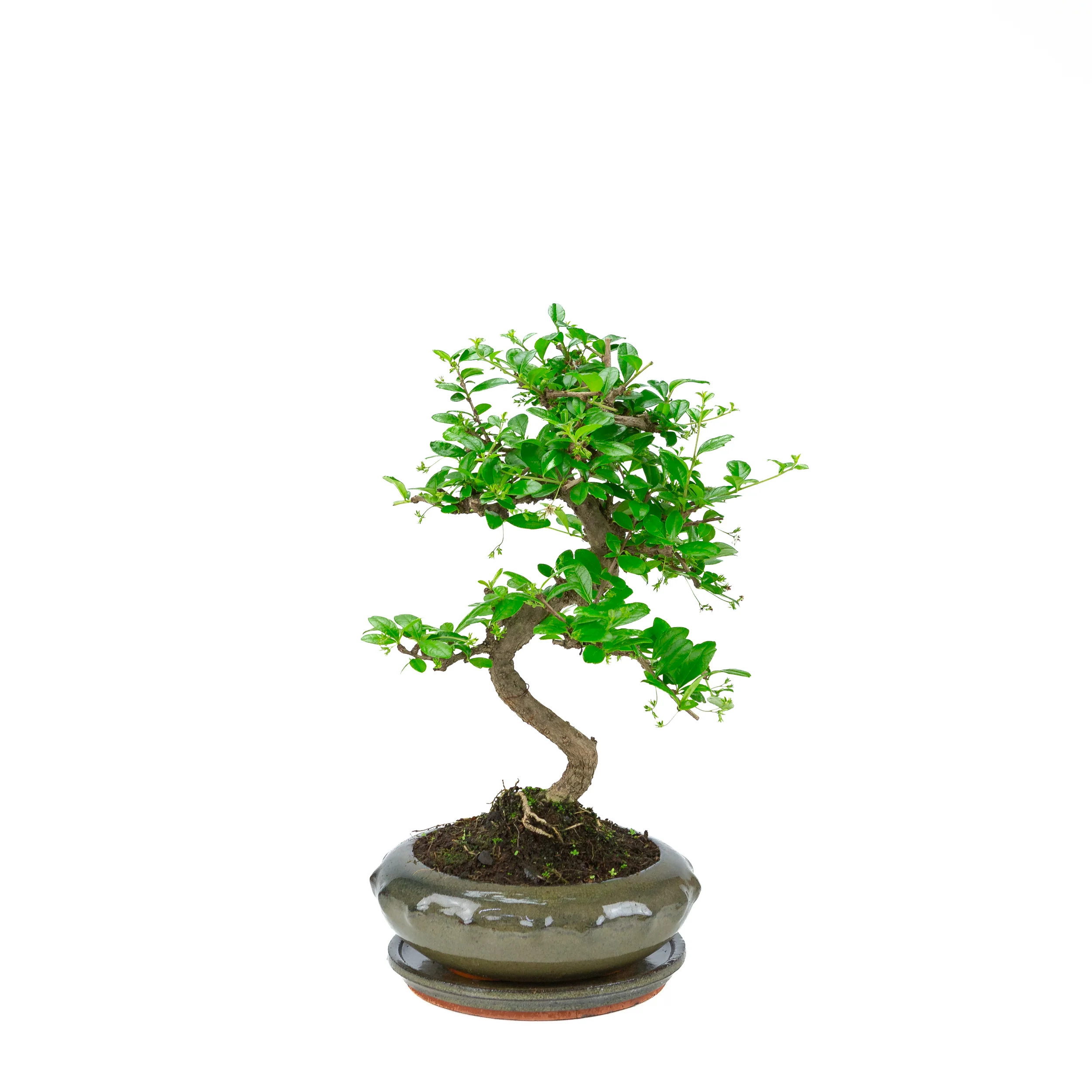 Miniatuur 2