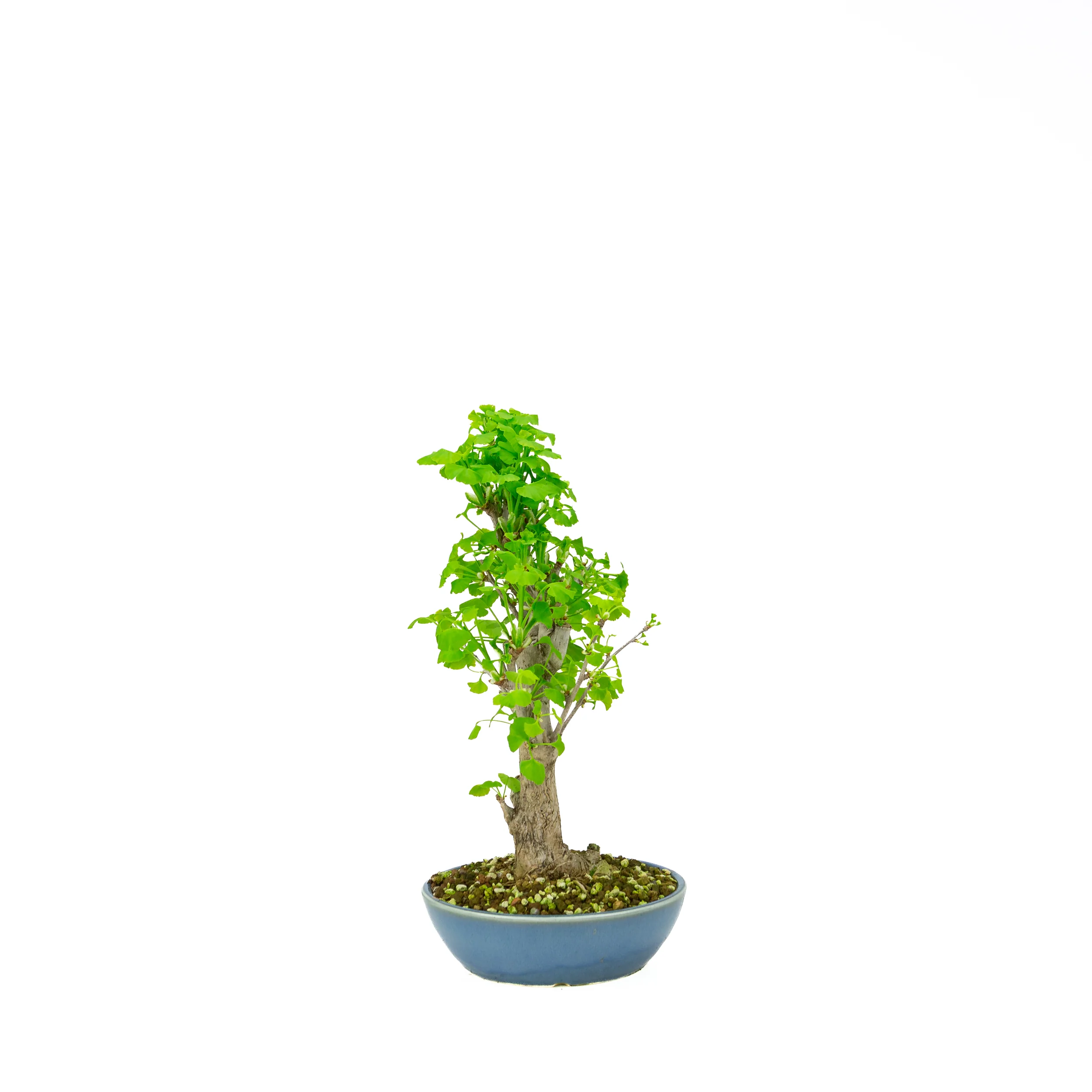 Productafbeelding 2