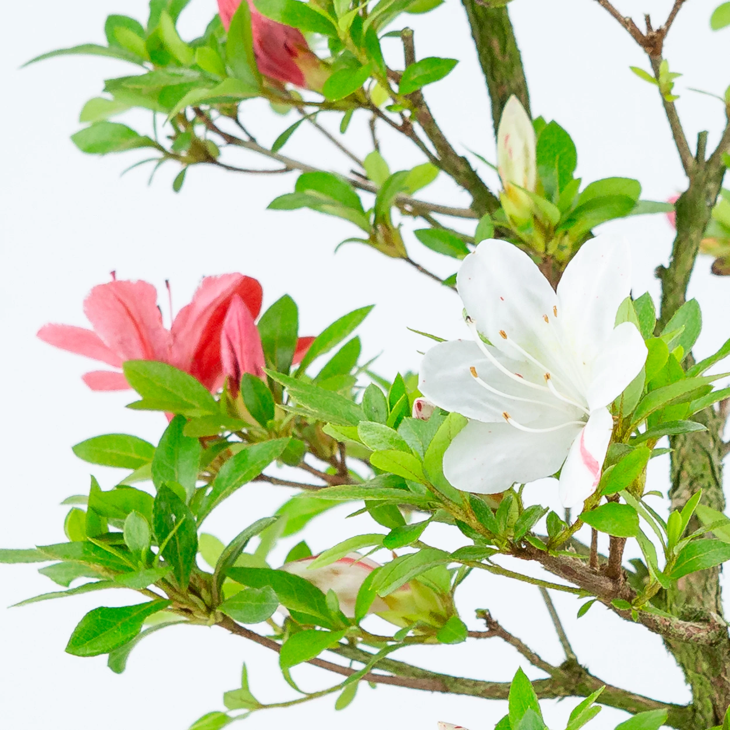 Productafbeelding 4