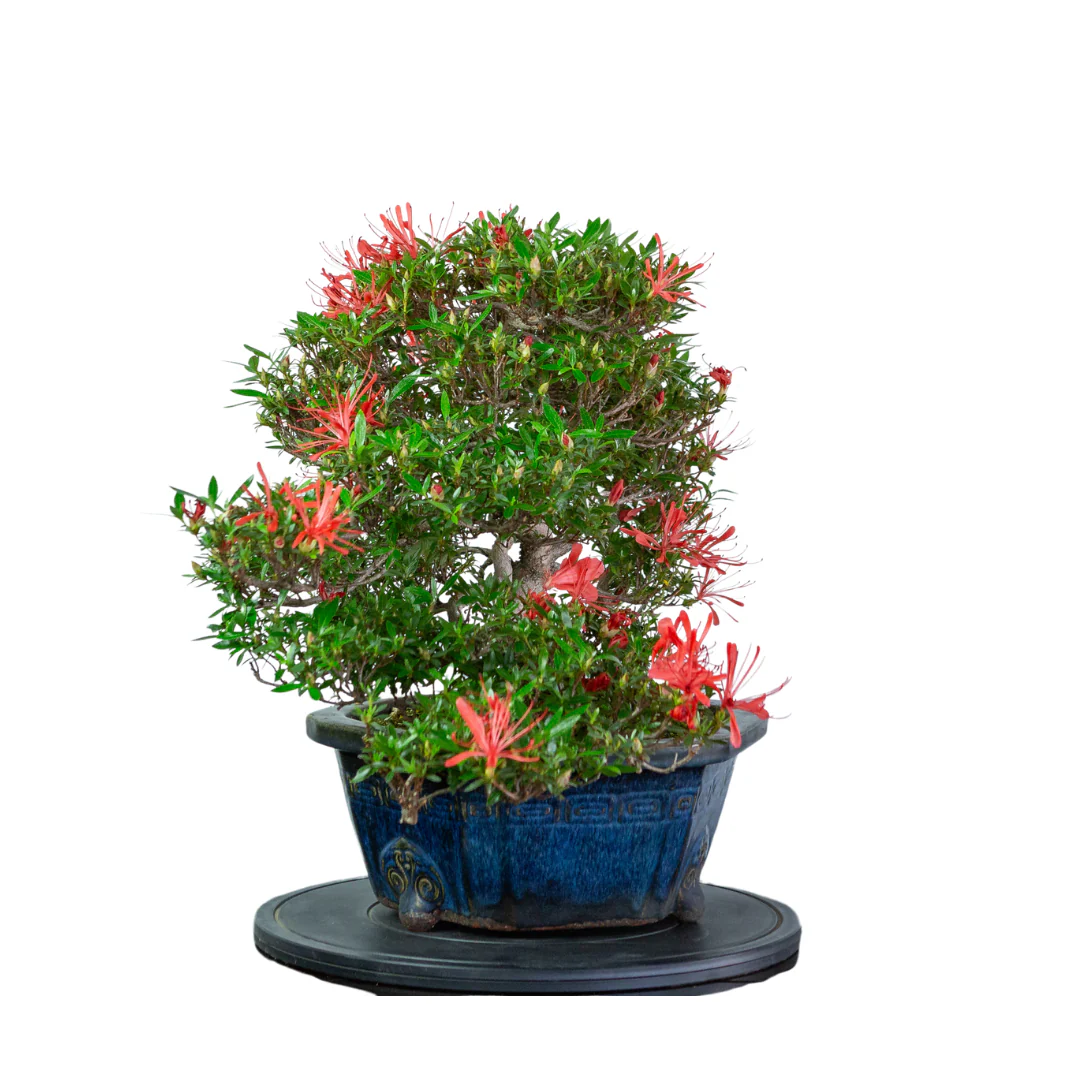 Miniatuur 2